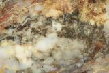 Colorful Petrified Wood Slab - Texas #236509-1